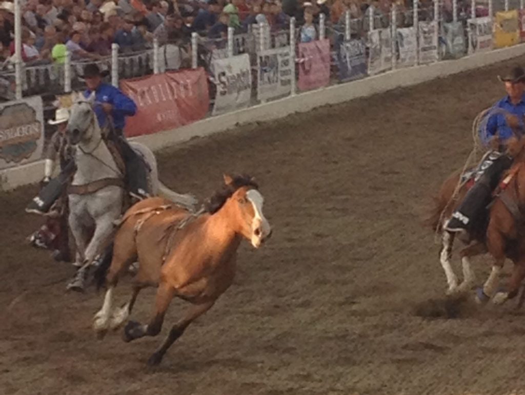 Bucking bull business consider partnership Bucking Stock Talk Magazine