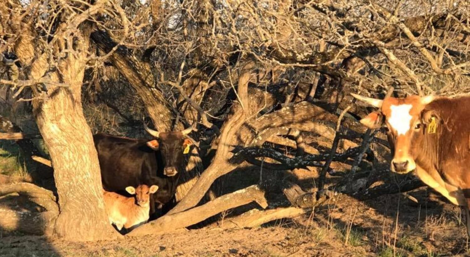 Bucking Stock Talk Magazine