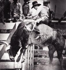 Beutler's legendary bull Cowtown - Bucking Stock Talk Magazine