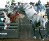 Powder River Rodeo powder river rodeo broncs – Building on tradition - Bucking Stock Talk ...