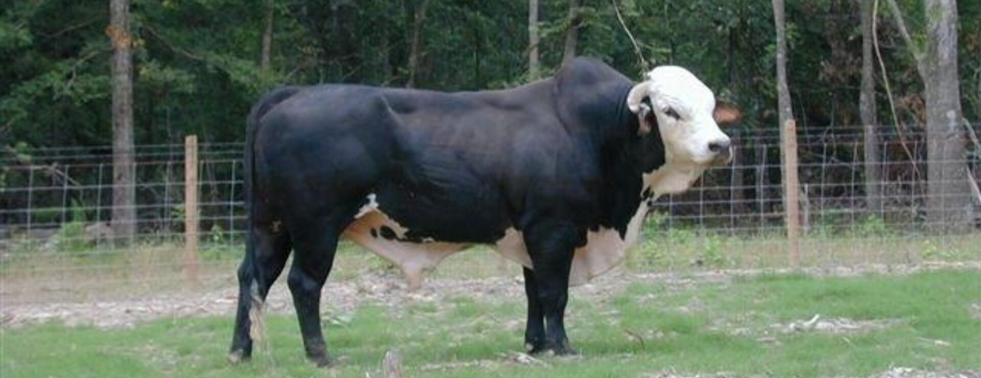 Bucking Stock Talk Magazine