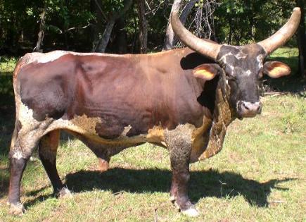 Bucking Stock Talk Magazine