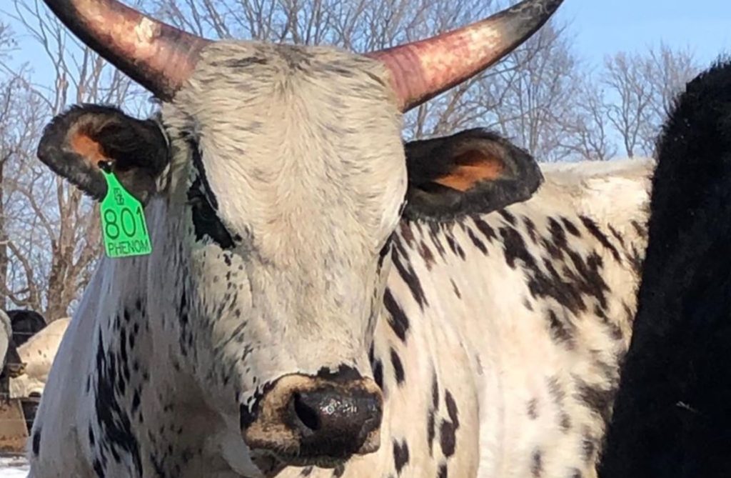 Bucking bull business consider partnership Bucking Stock Talk Magazine