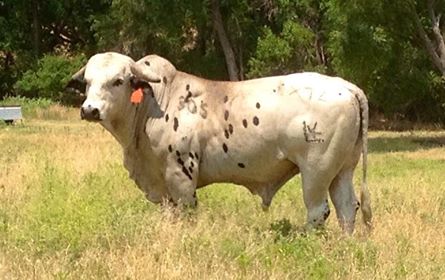 Bucking Stock Talk Magazine