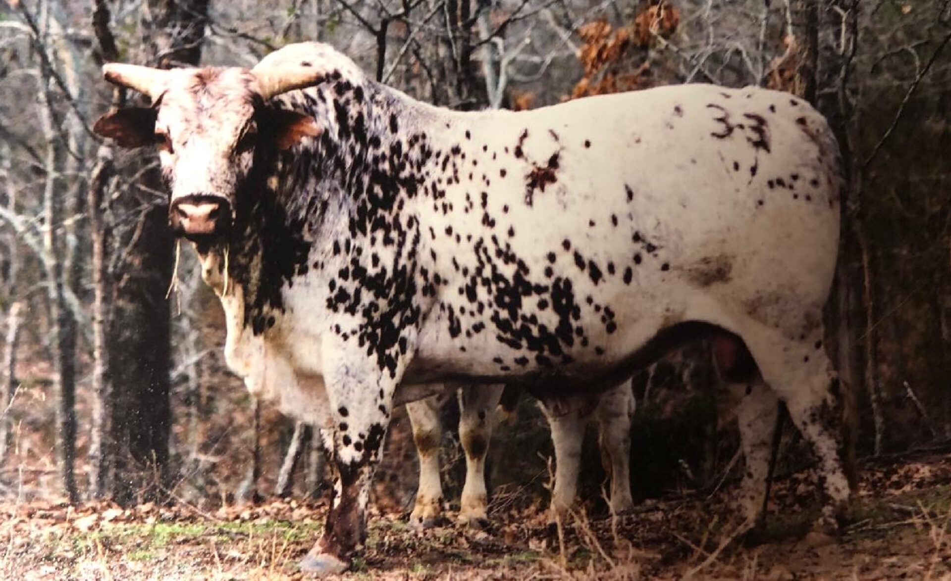 Bucking Stock Talk Magazine