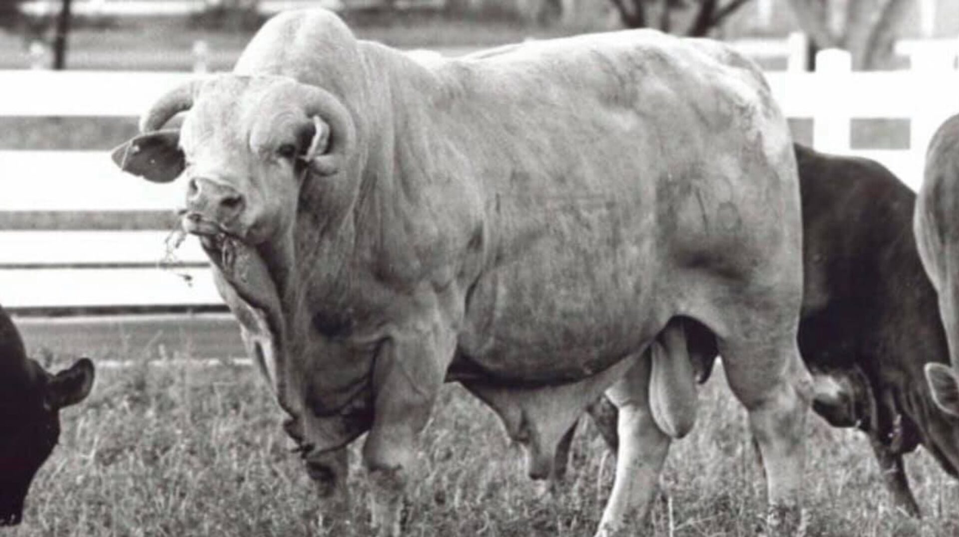 Bucking Stock Talk Magazine