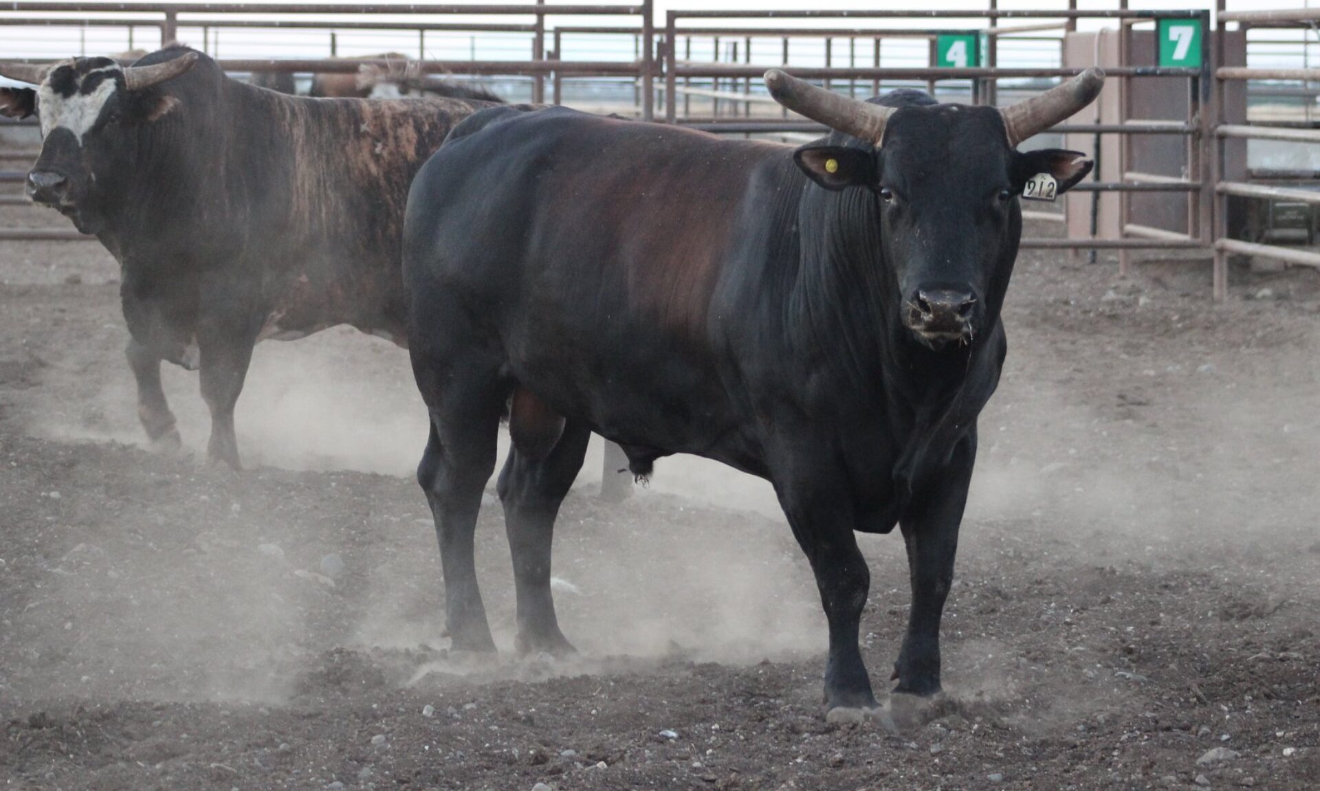 Bucking Stock Talk Magazine