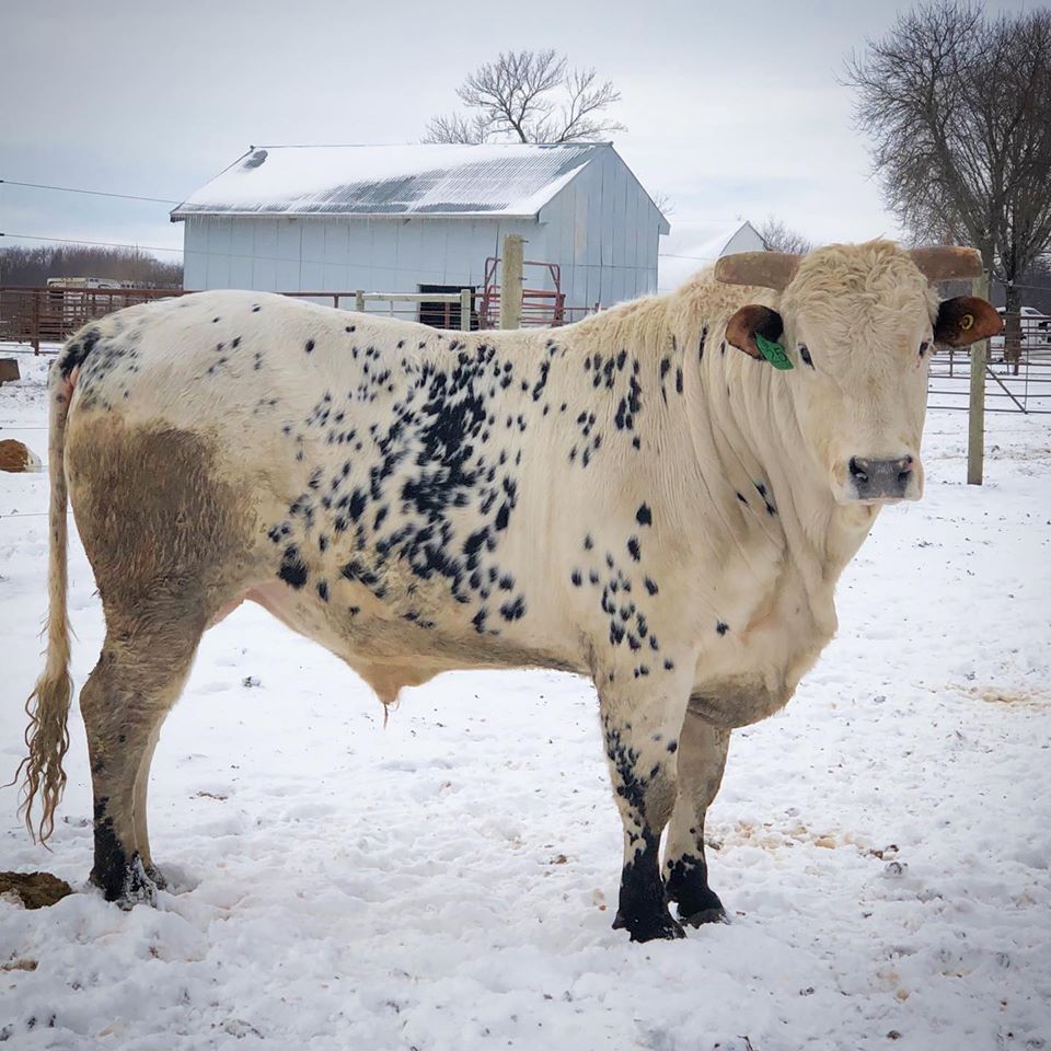 Bucking Stock Talk Magazine