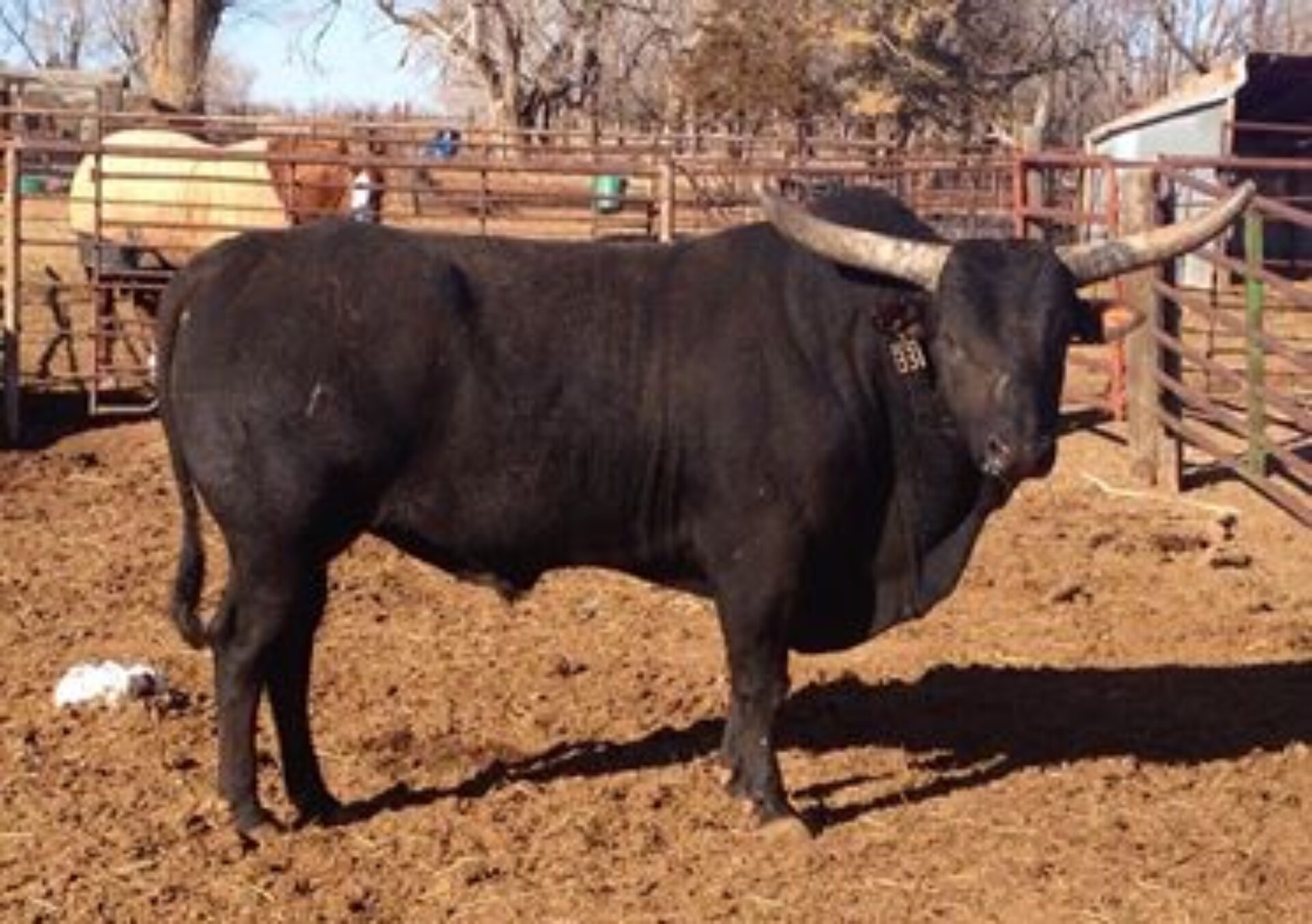 Bucking Stock Talk Magazine