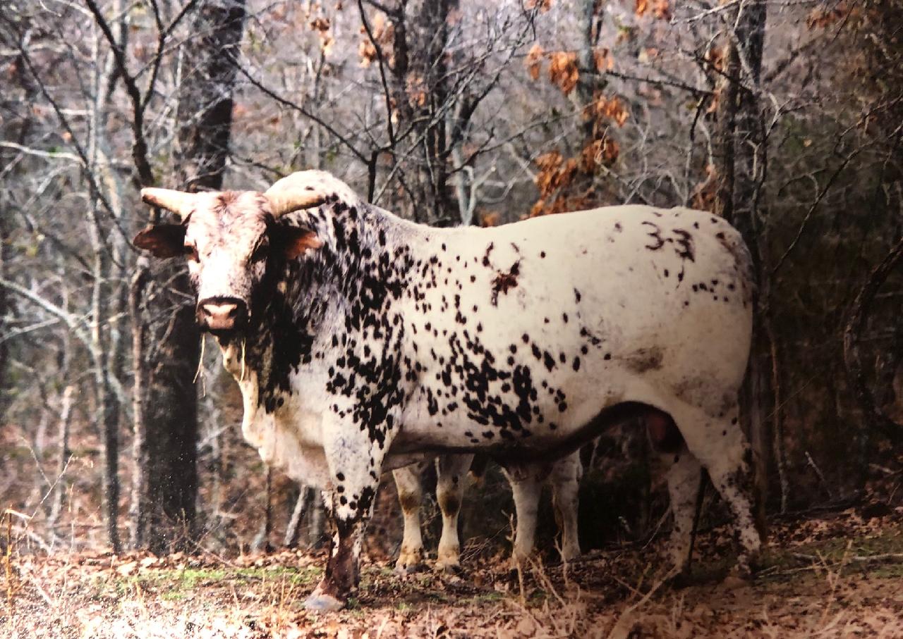 Bucking Stock Talk Magazine